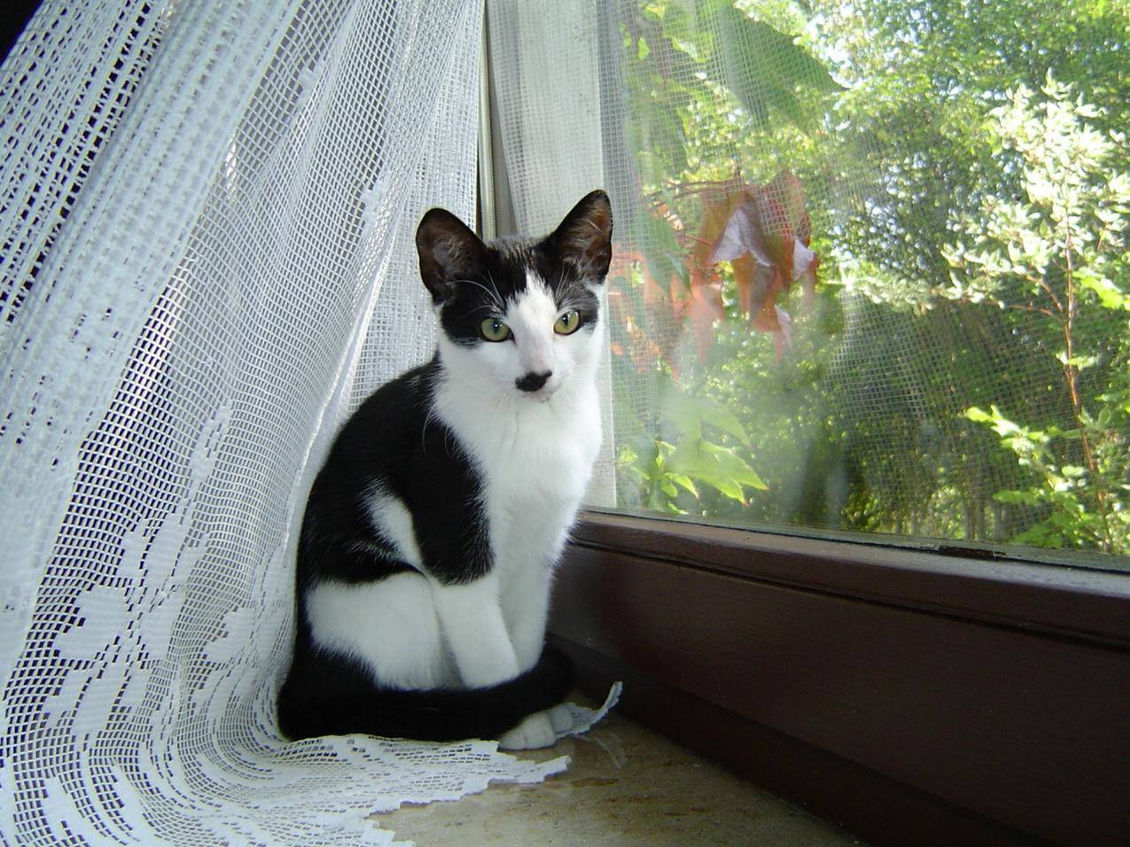 可爱的黑白花猫壁纸