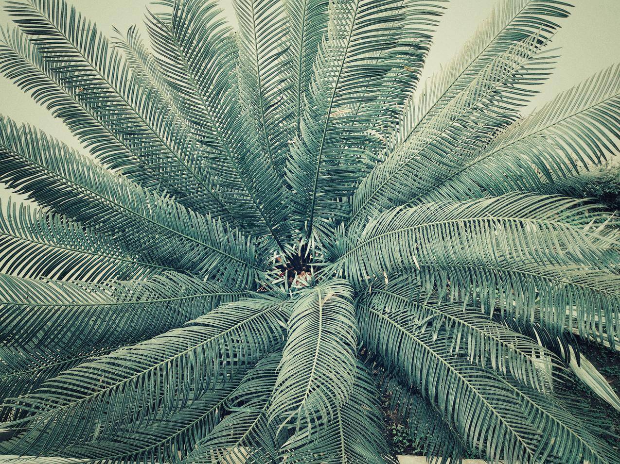 棕榈树4k壁纸