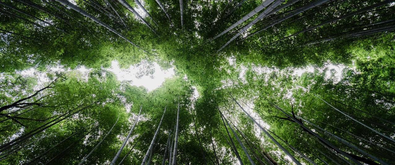 京都竹林壁纸 京都竹林图片 千叶网搜索