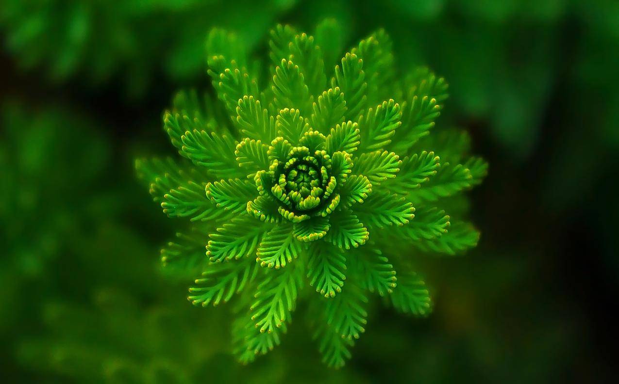cc0可商用植物图片,植物,绿色,水生植物