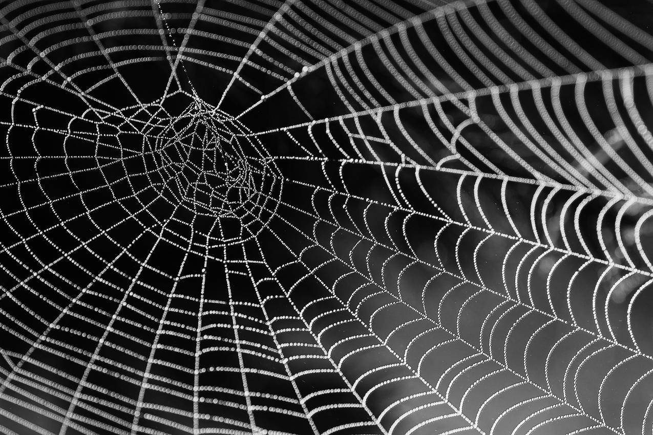 蜘蛛网高清壁纸 千叶网