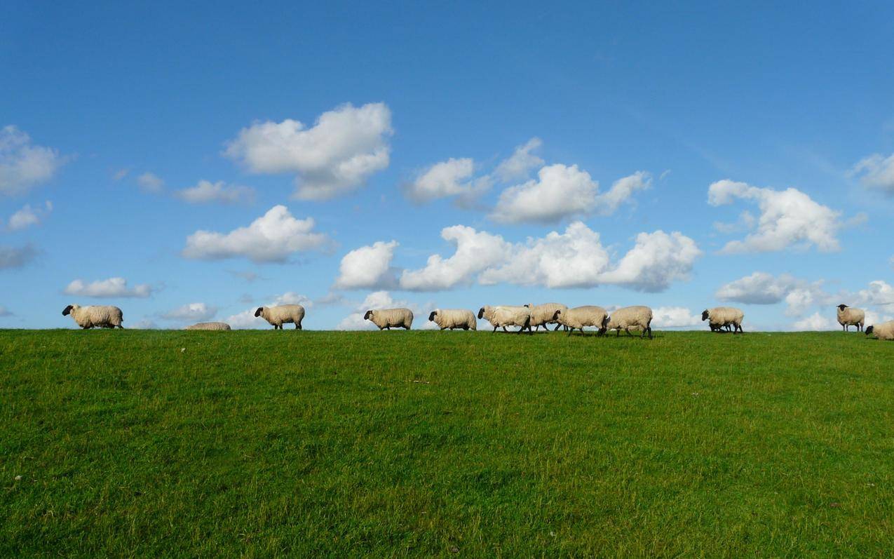蓝天白云草原上的羊群