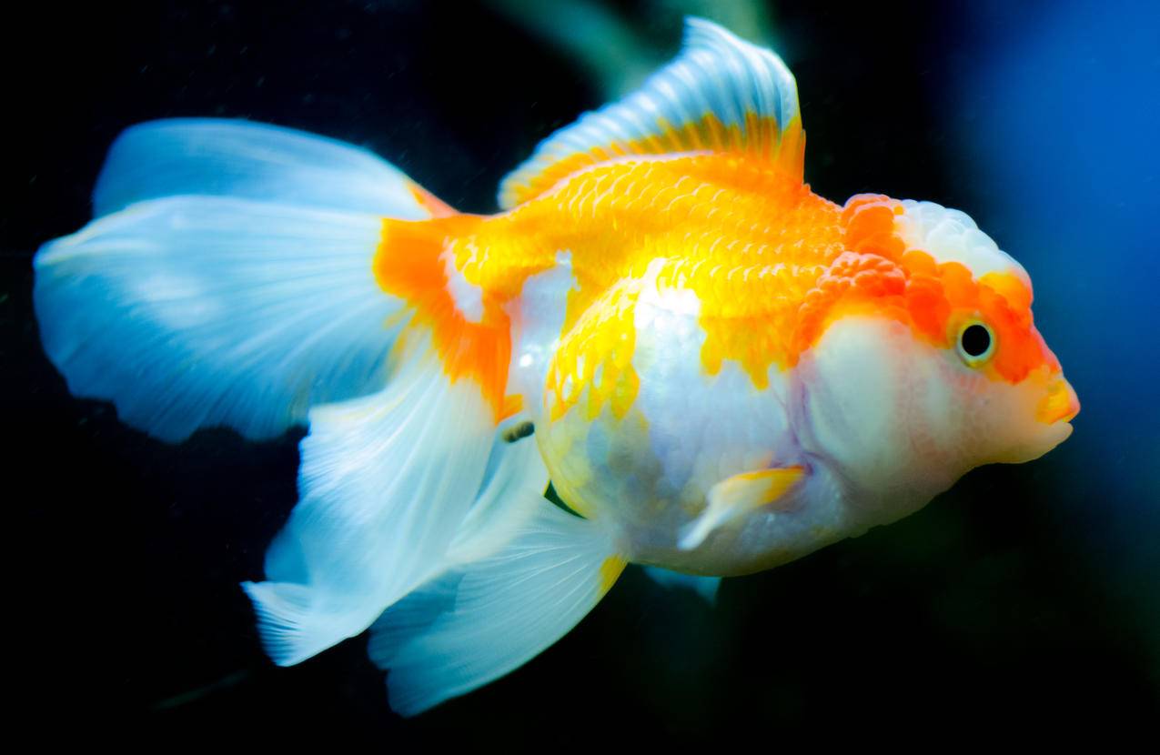 橙色与White,Fish