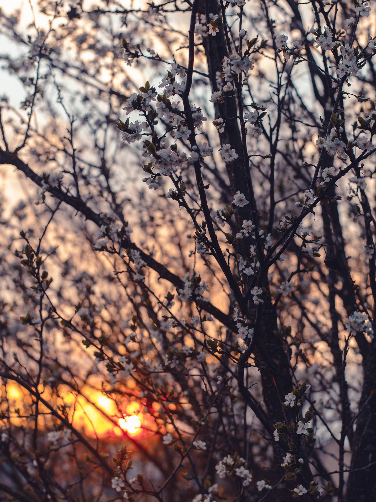 日落时樱花的摄影