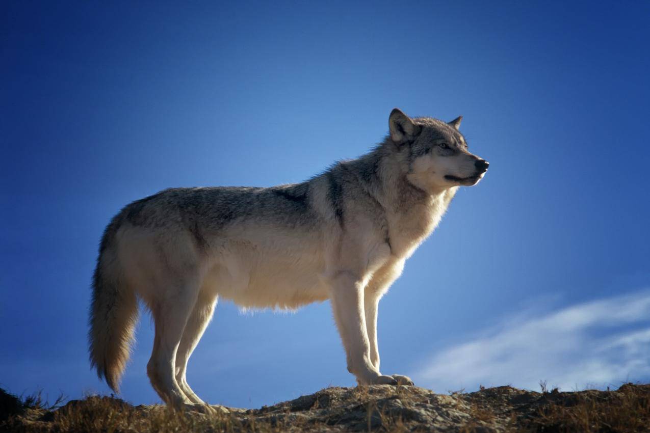 野生动物狼的高清图片