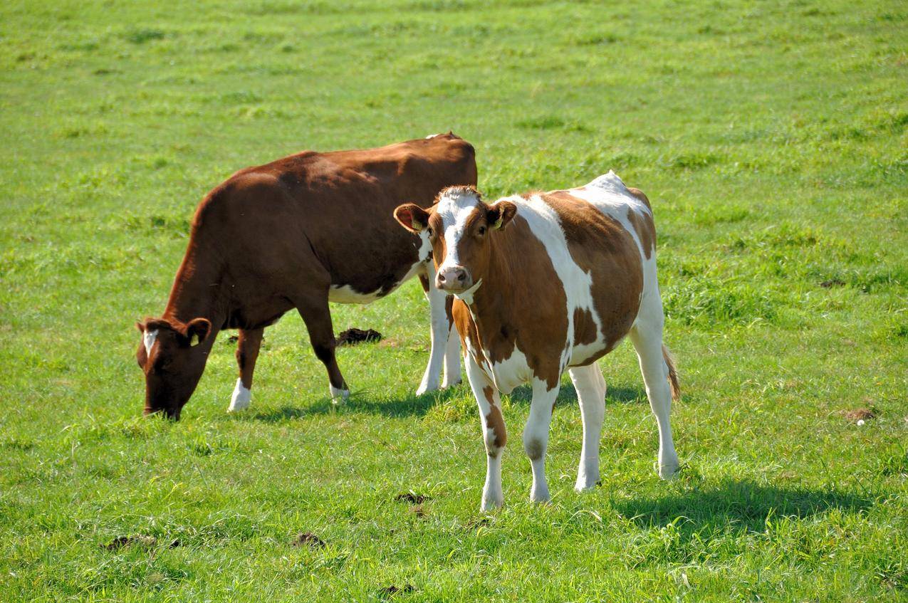 牧场草地上的两头牛的图片
