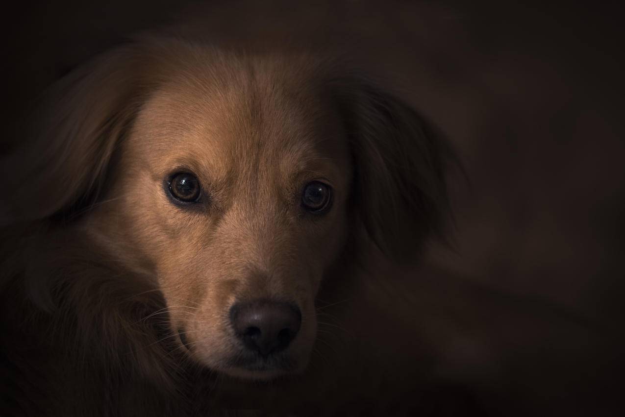 Tan,Coat,Dog特写高清图片