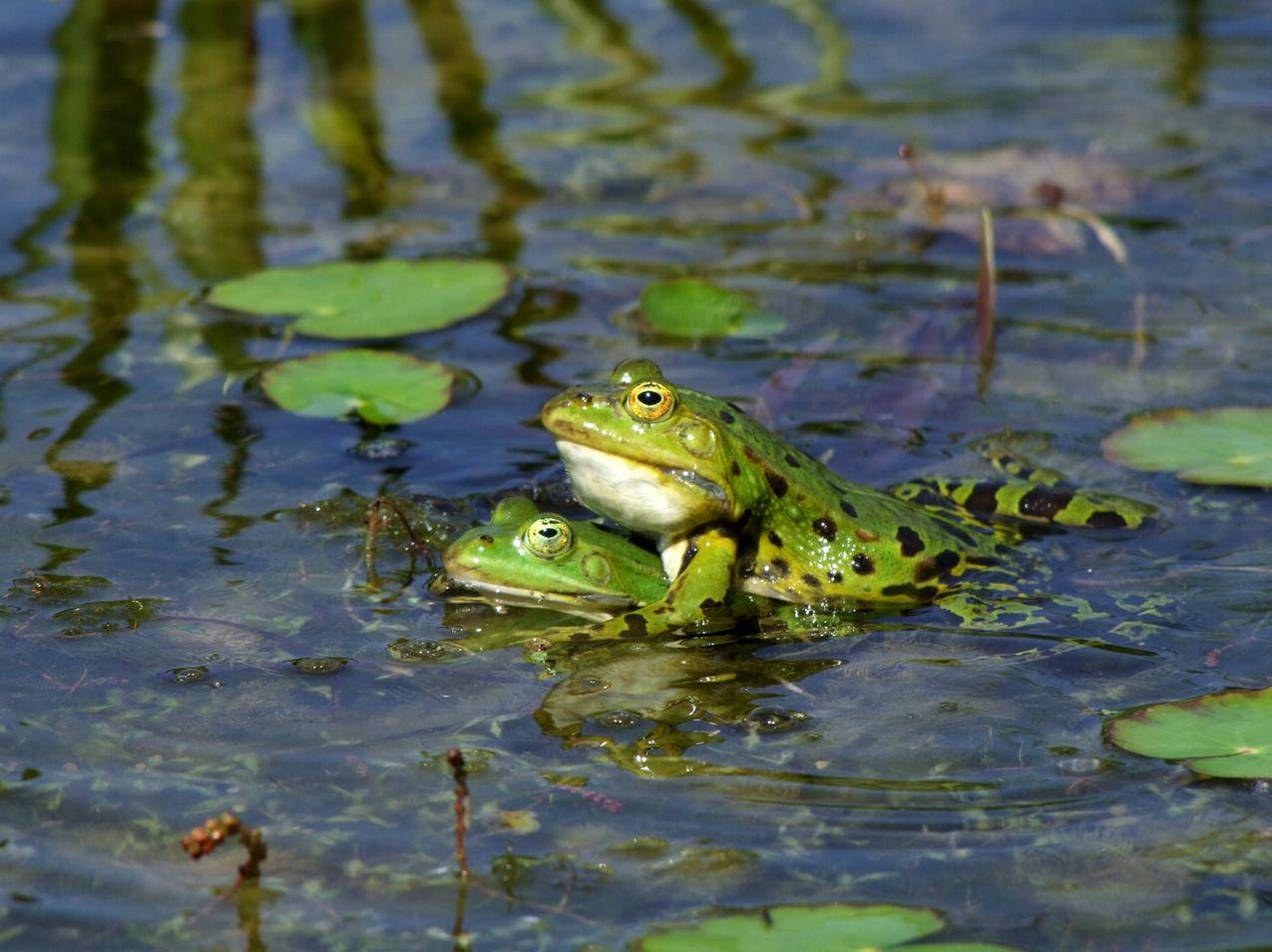 池塘里交配的青蛙图片