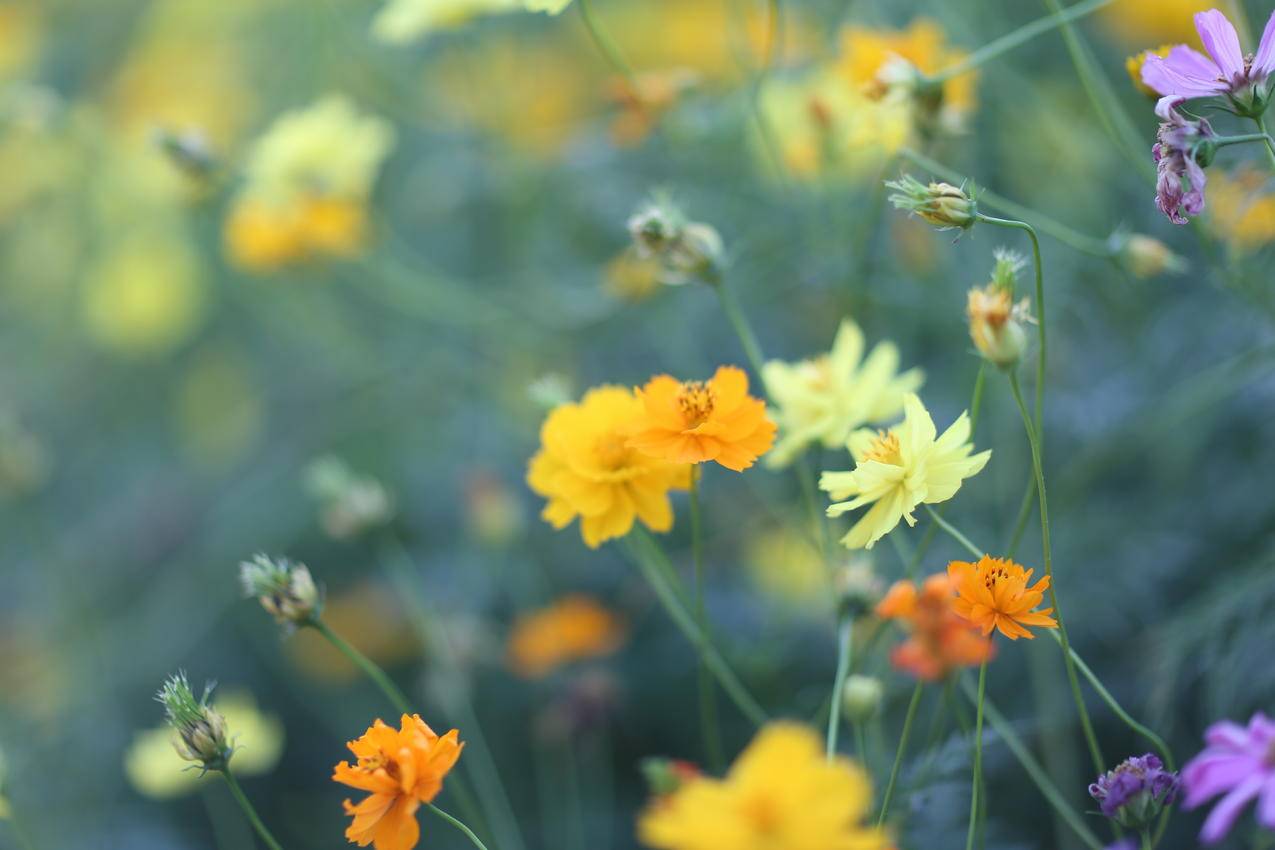 Orange,黄色和Purple,Flowers的选择性聚焦摄影