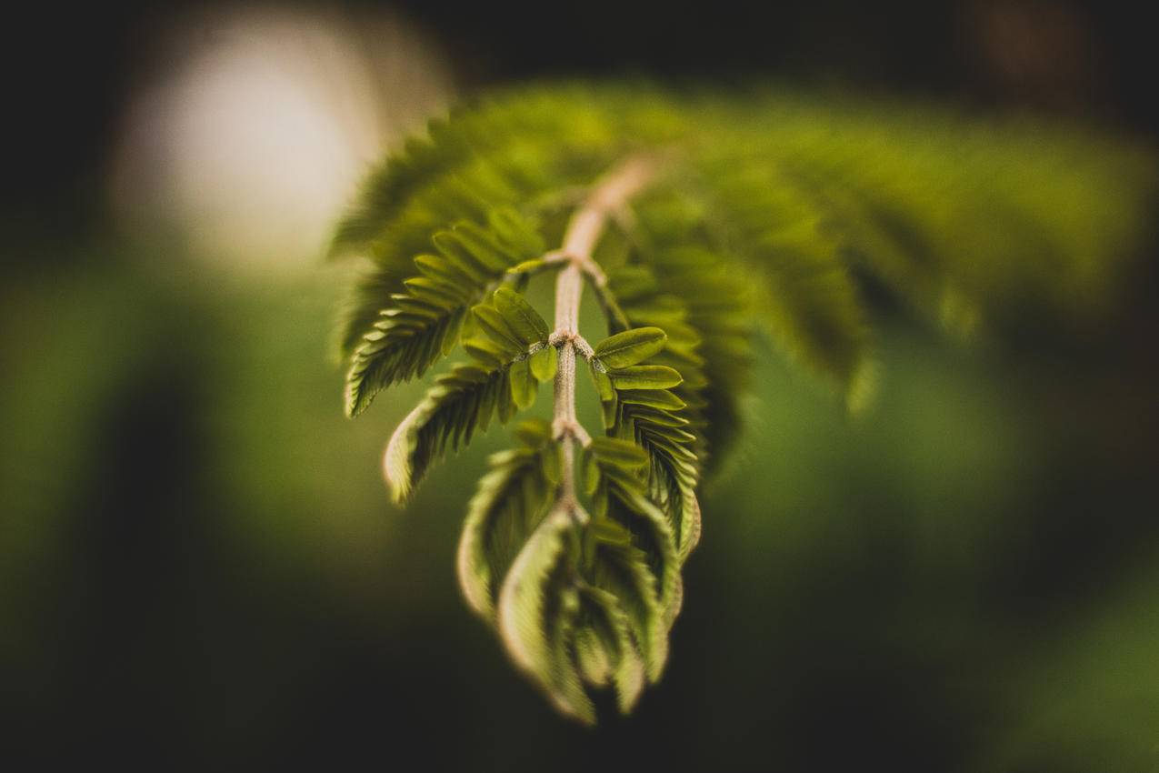 绿叶植物的选择性聚焦摄影
