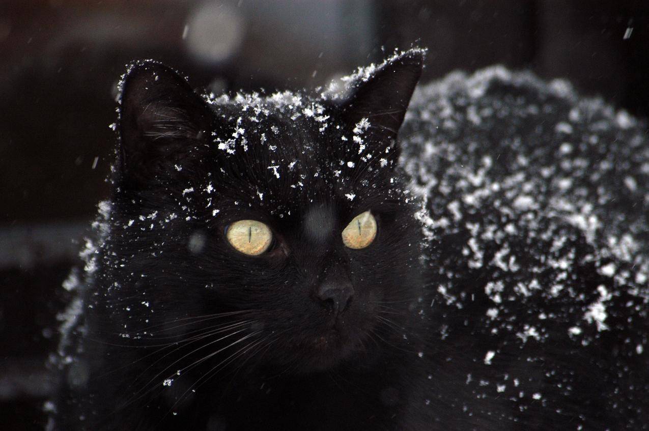 雪,冬,动物,宠物免费照片