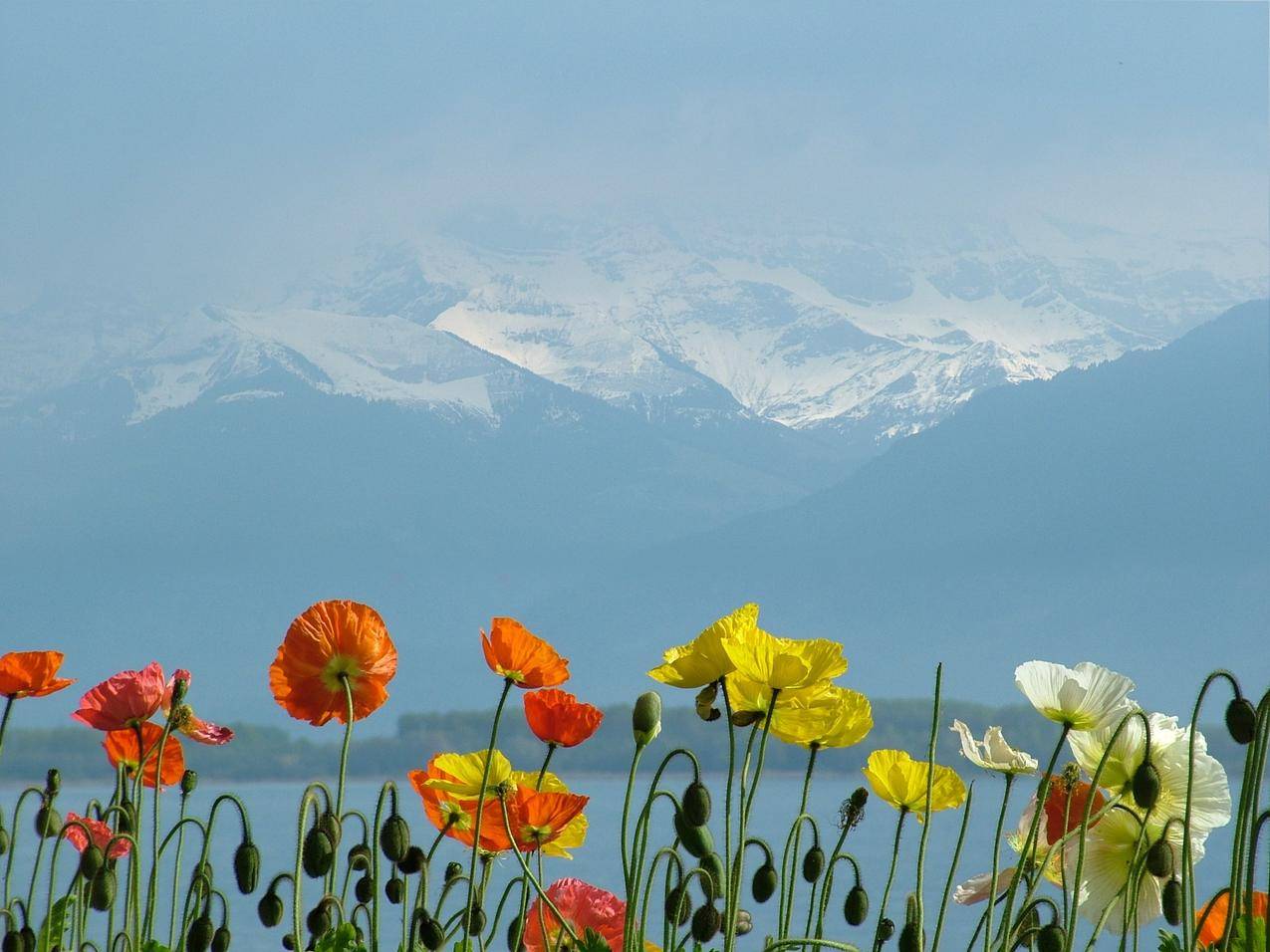 瑞士日内瓦湖雪山罂粟花图片