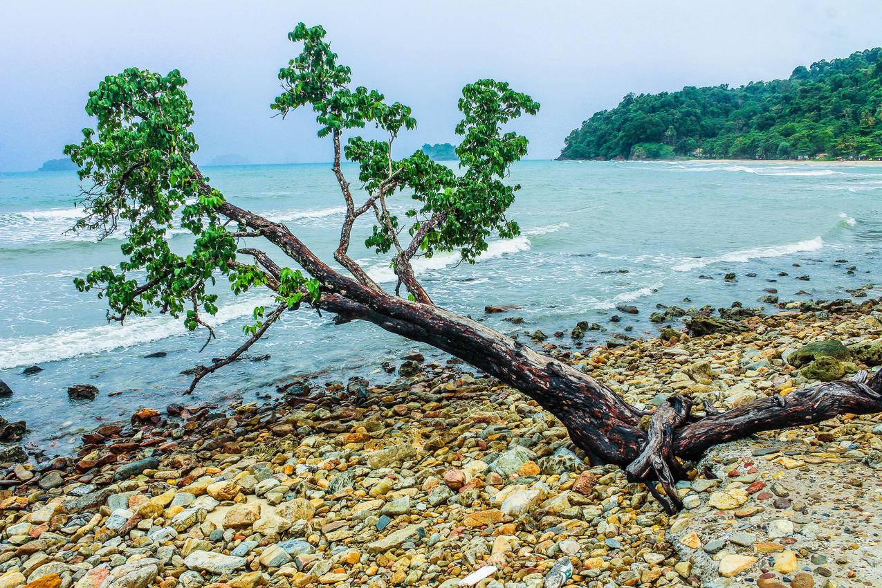 青山旁海滨绿树