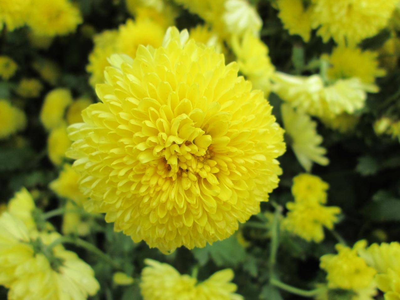 黄色的菊花花朵高清壁纸