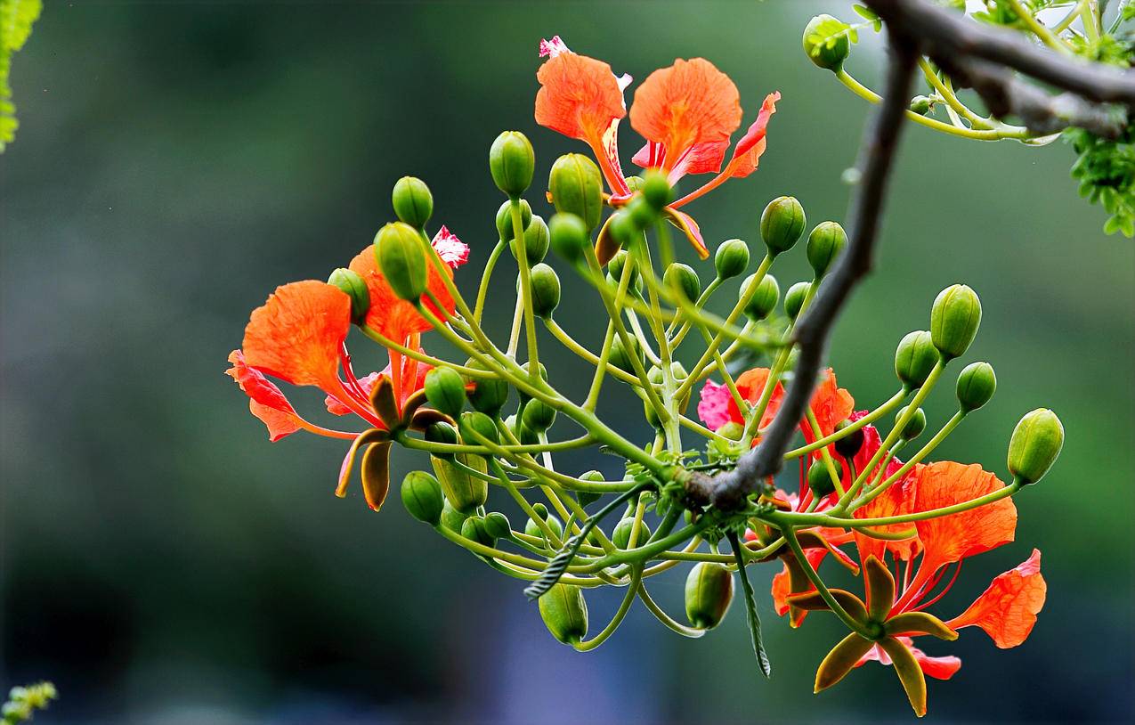 橙色与Green,Flowers的焦点摄影