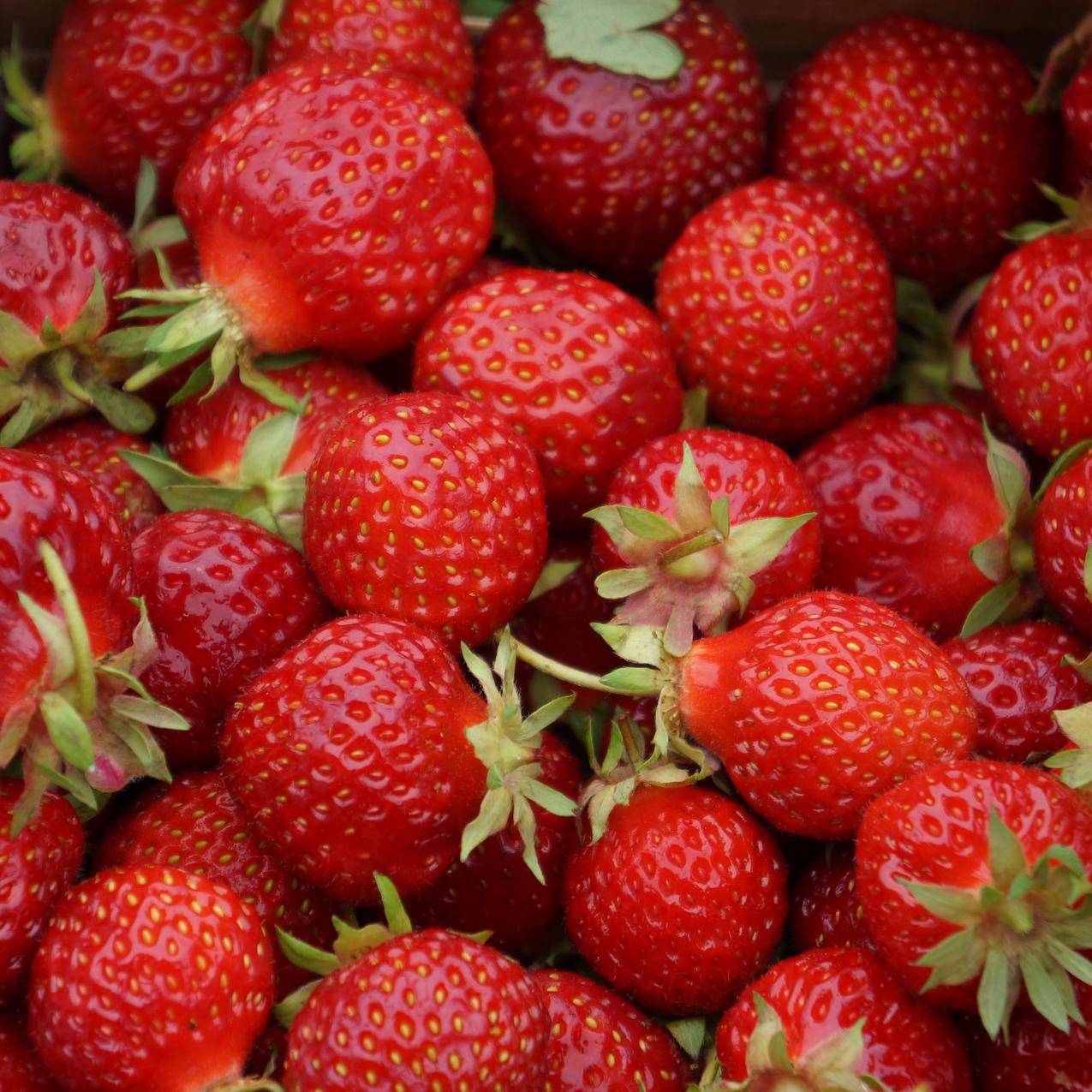 食物 草莓 4k Ultra HD 壁纸
