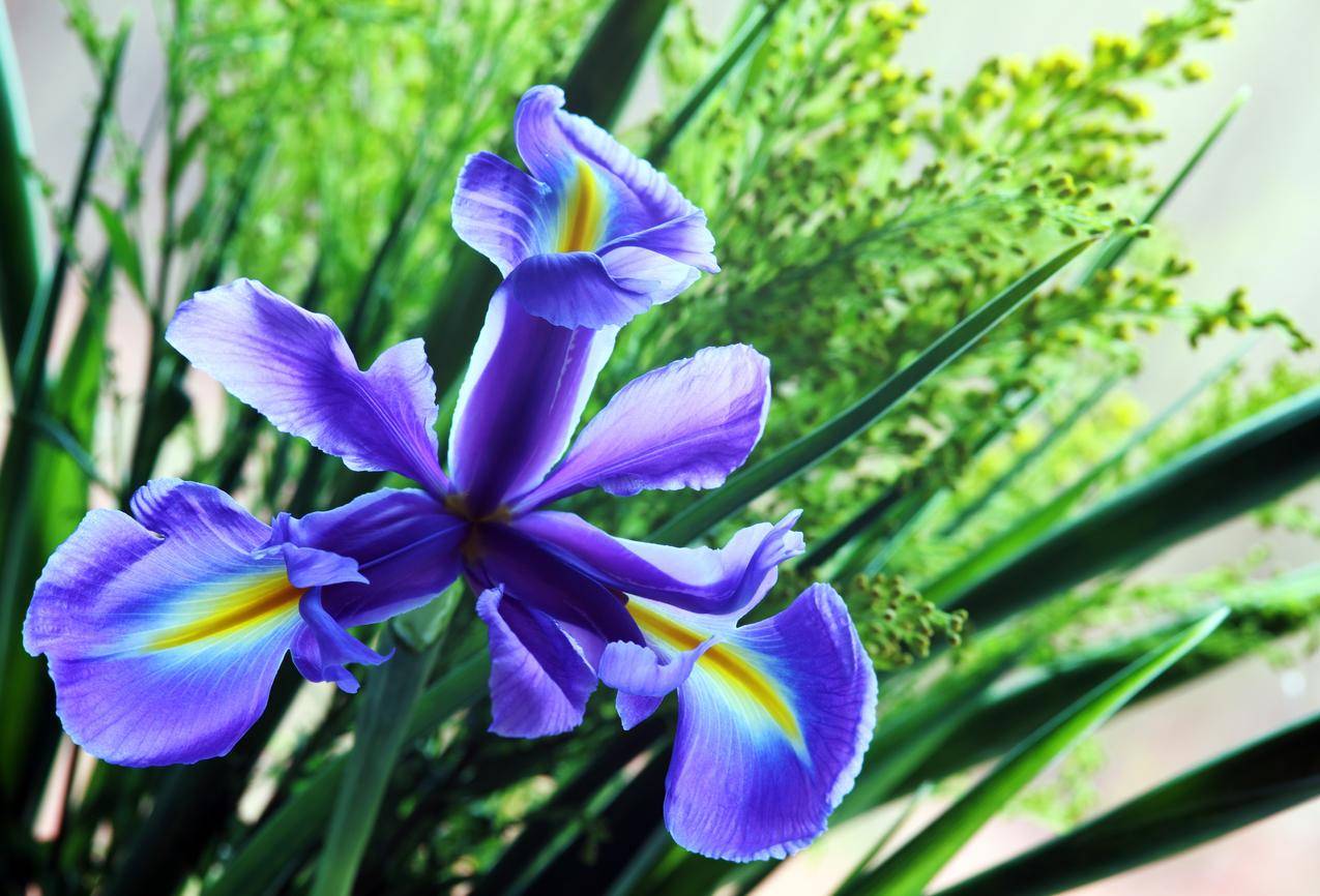 cc0可商用的自然,花卉,蓝色,花园高清大图