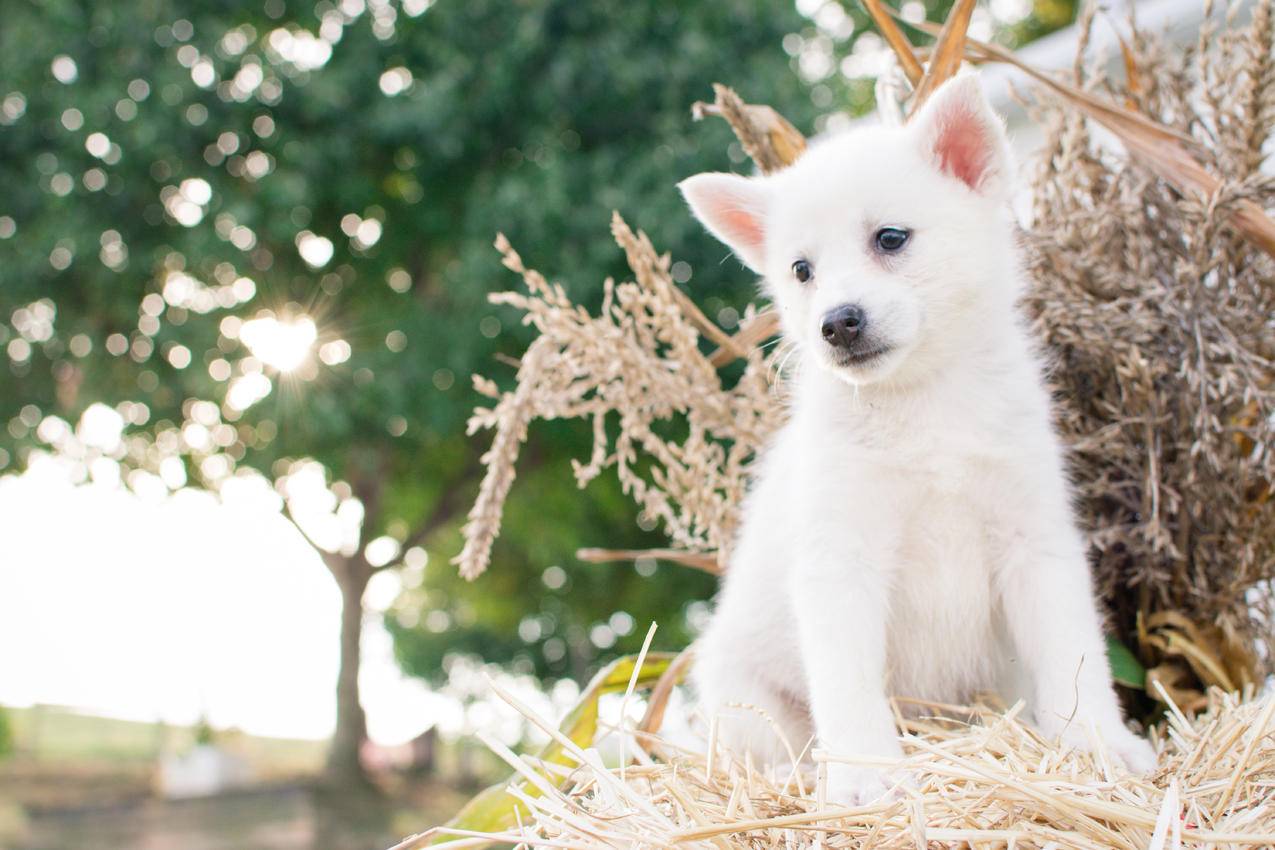 坐在Straw上的日本斯皮兹小狗的近景摄影