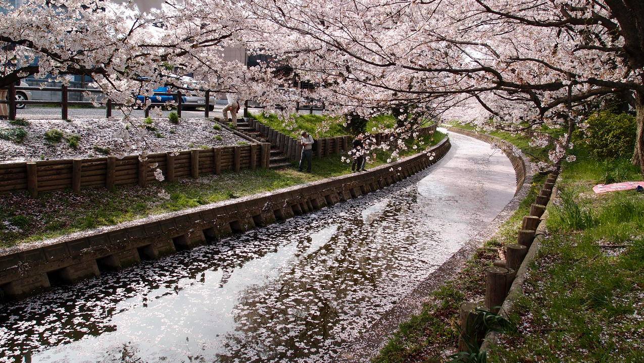 樱花树白天排水