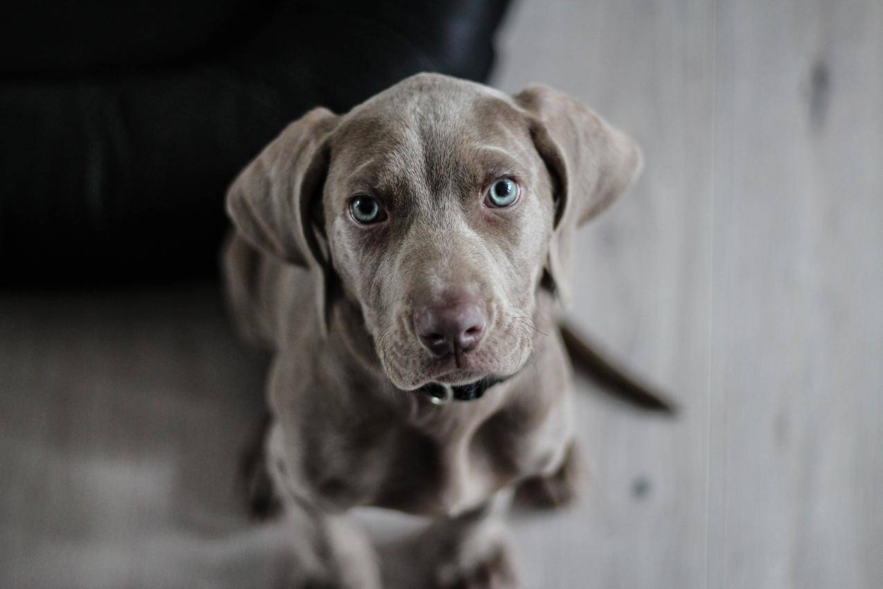 地板上黑色短外套中型犬