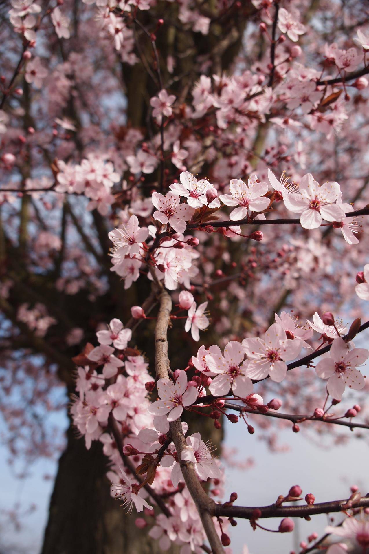 樱花树高清壁纸