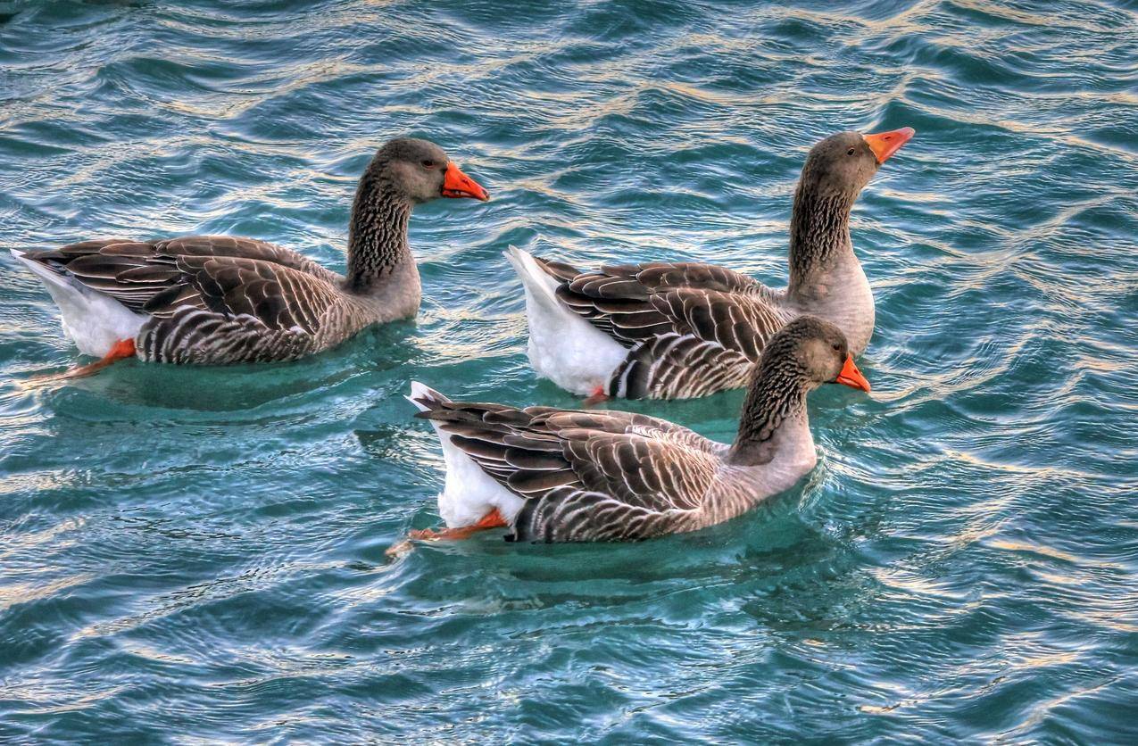 水里游泳的三只鹅的图片