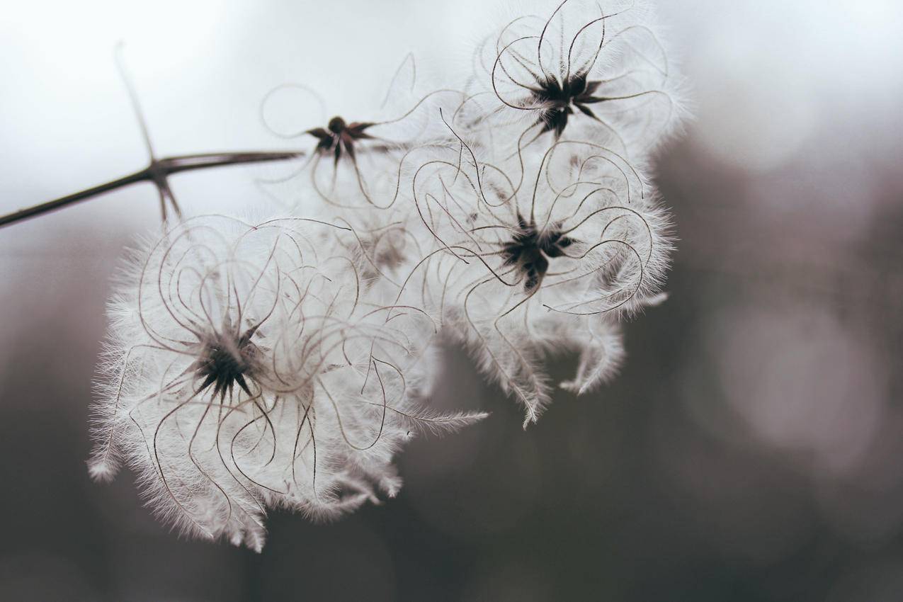 白花特写摄影