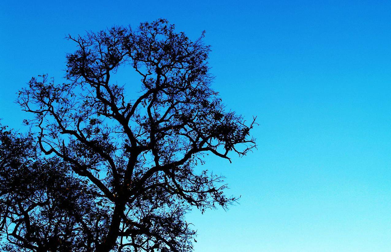 大自然,天空,树枝,树叶的cc0可商用高清图片