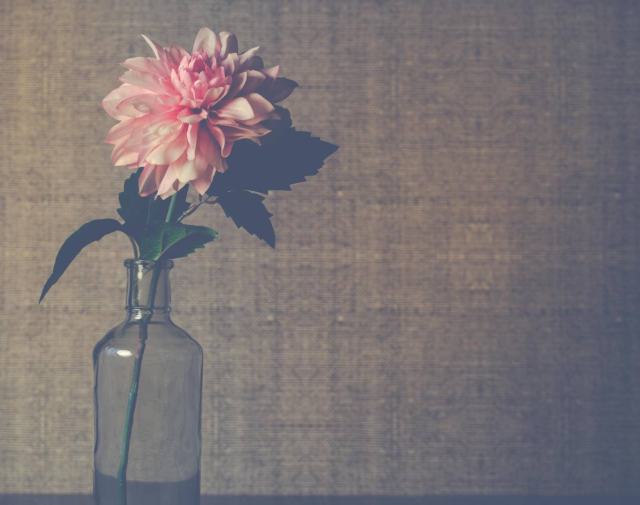 清澈的玻璃花瓶,粉红大丽花盛开