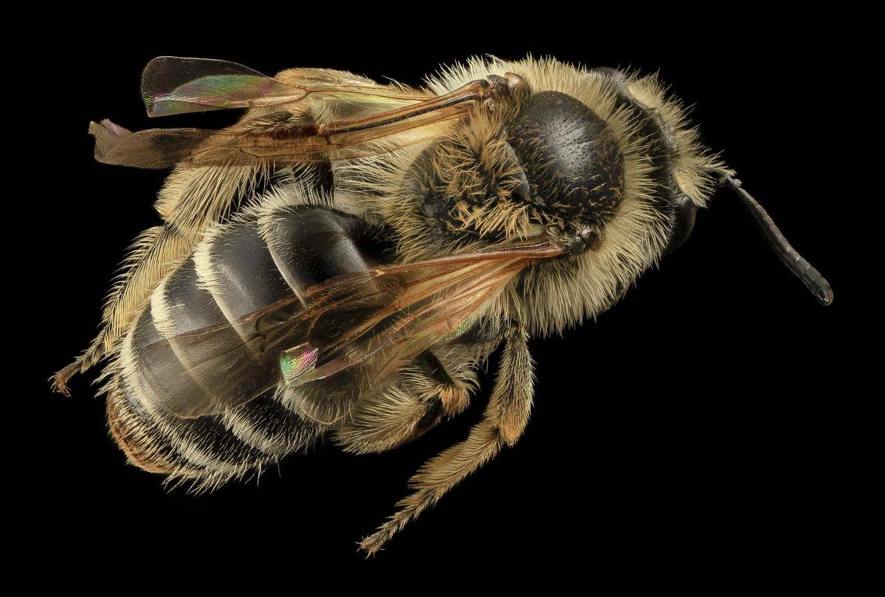 腿,动物,蜜蜂,花粉cc0可商用高清大图