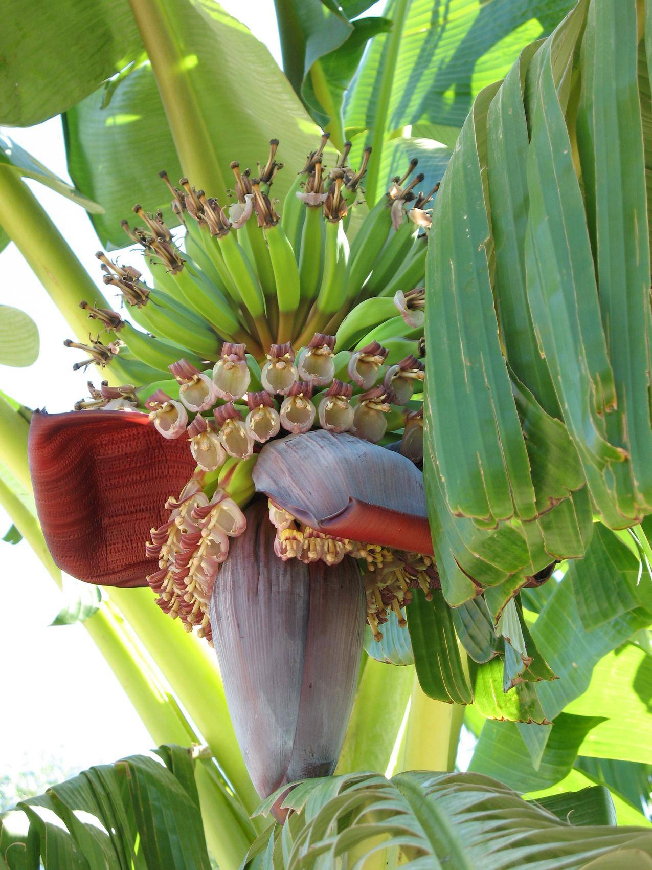 一堆成熟的香蕉树 免费图片 - Public Domain Pictures