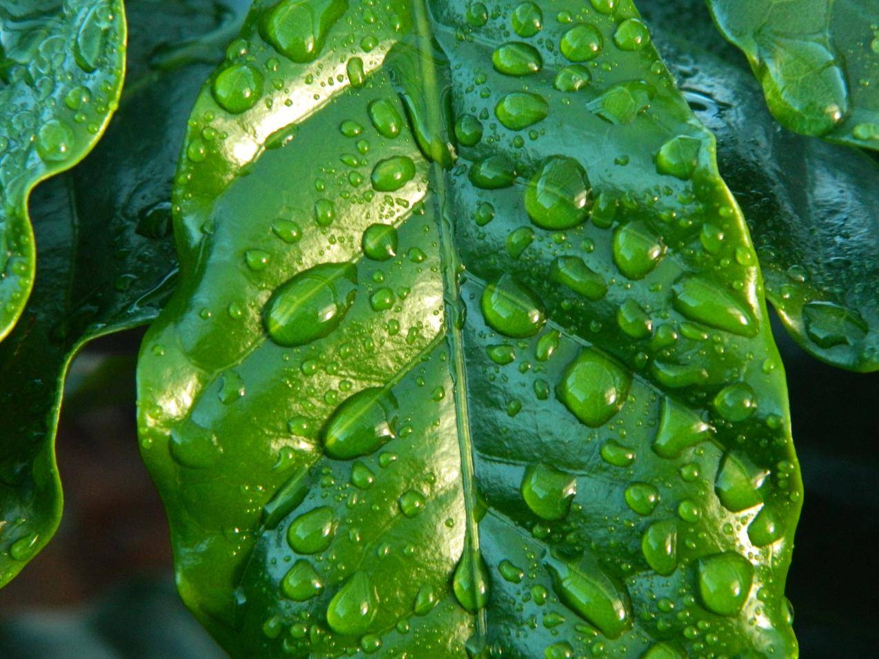 水,树叶,雨,绿色cc0可商用图片