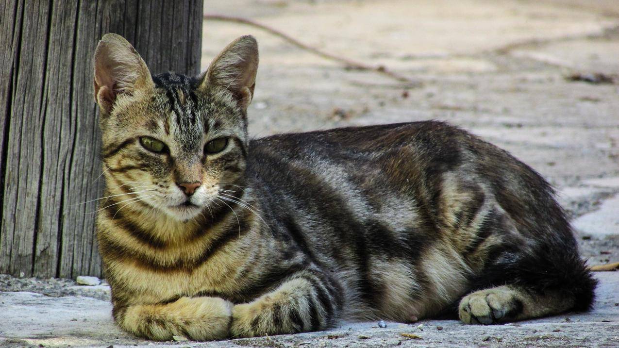 黑色和灰色短涂层猫