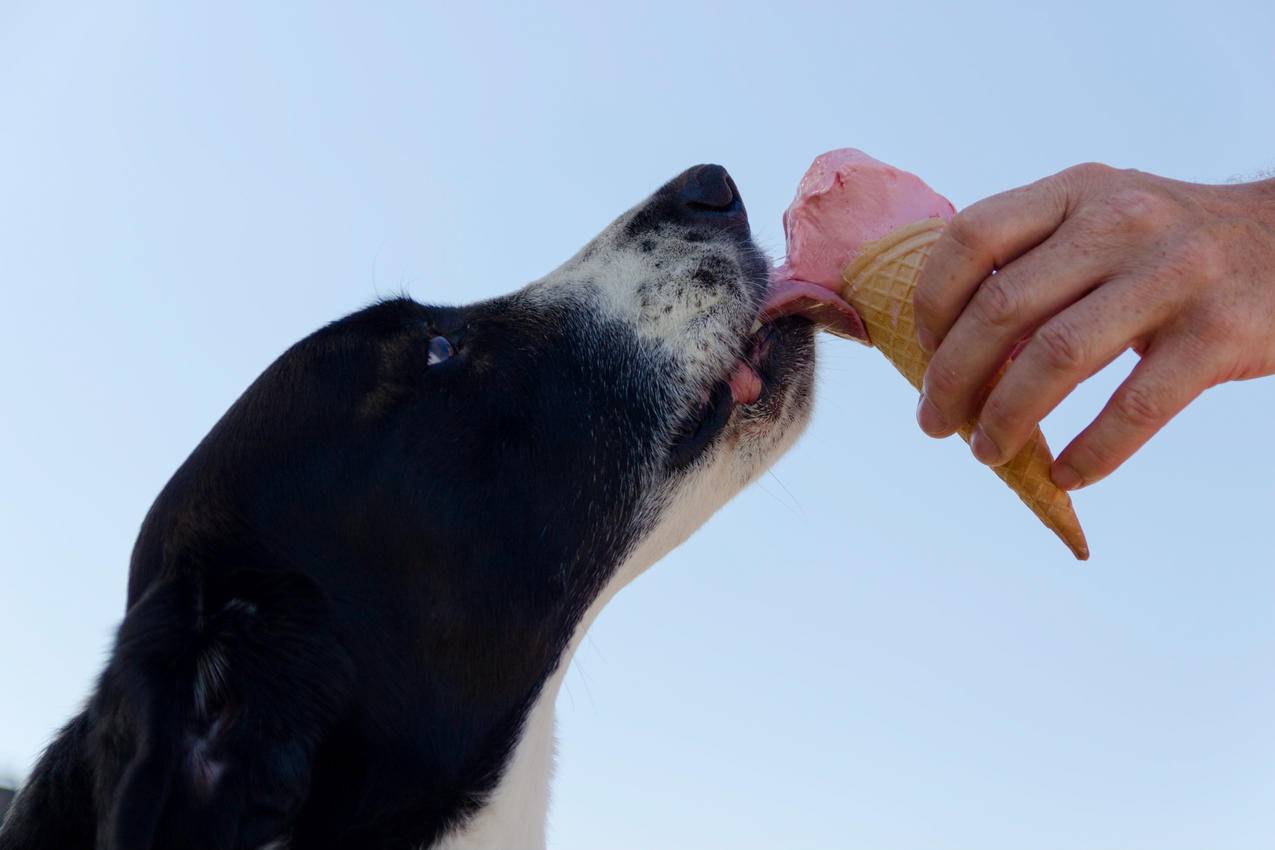舔冰淇淋的狗