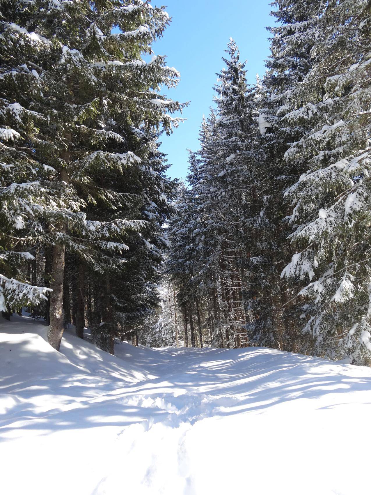 冬天的森林雪地高清图片