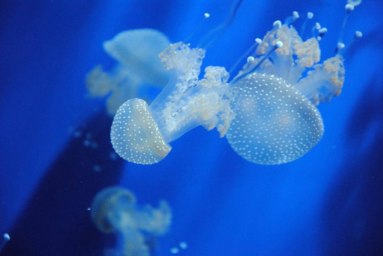 海洋生物海蜇,水母的图片