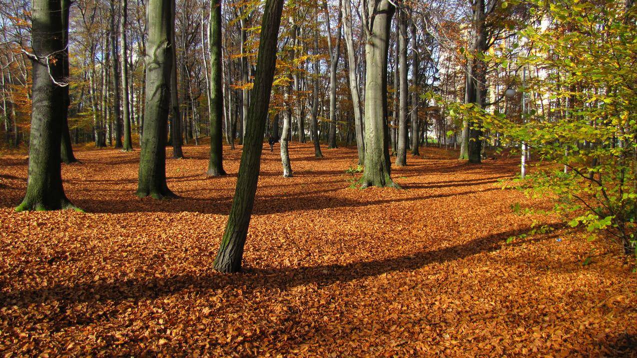 秋天的树林树干与落叶图片