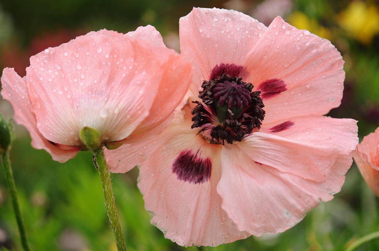 粉红色的罂粟花高清图片