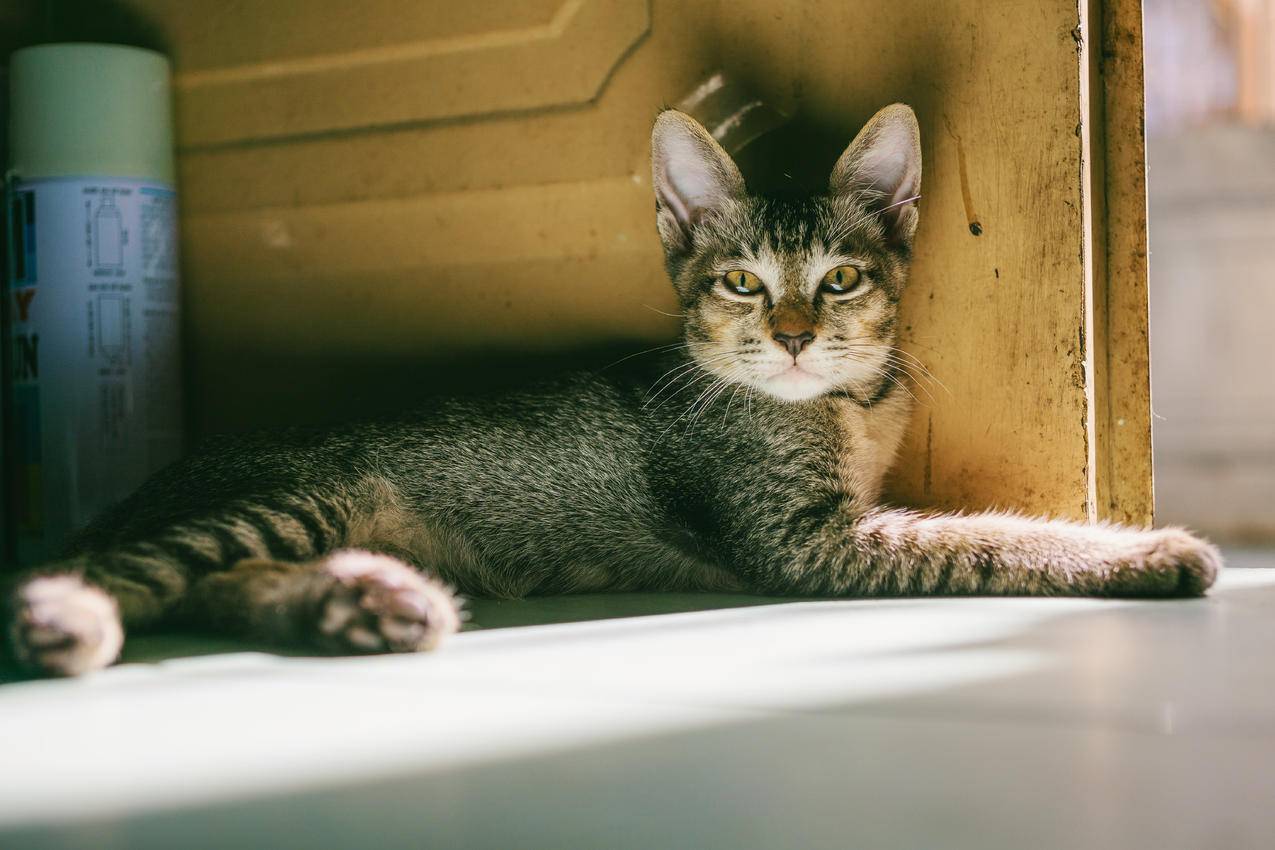 白天躺在棕色木门旁边的灰斑猫