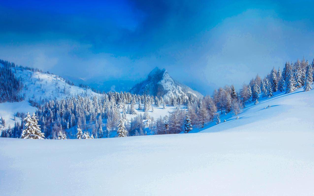 雪景树木全景图