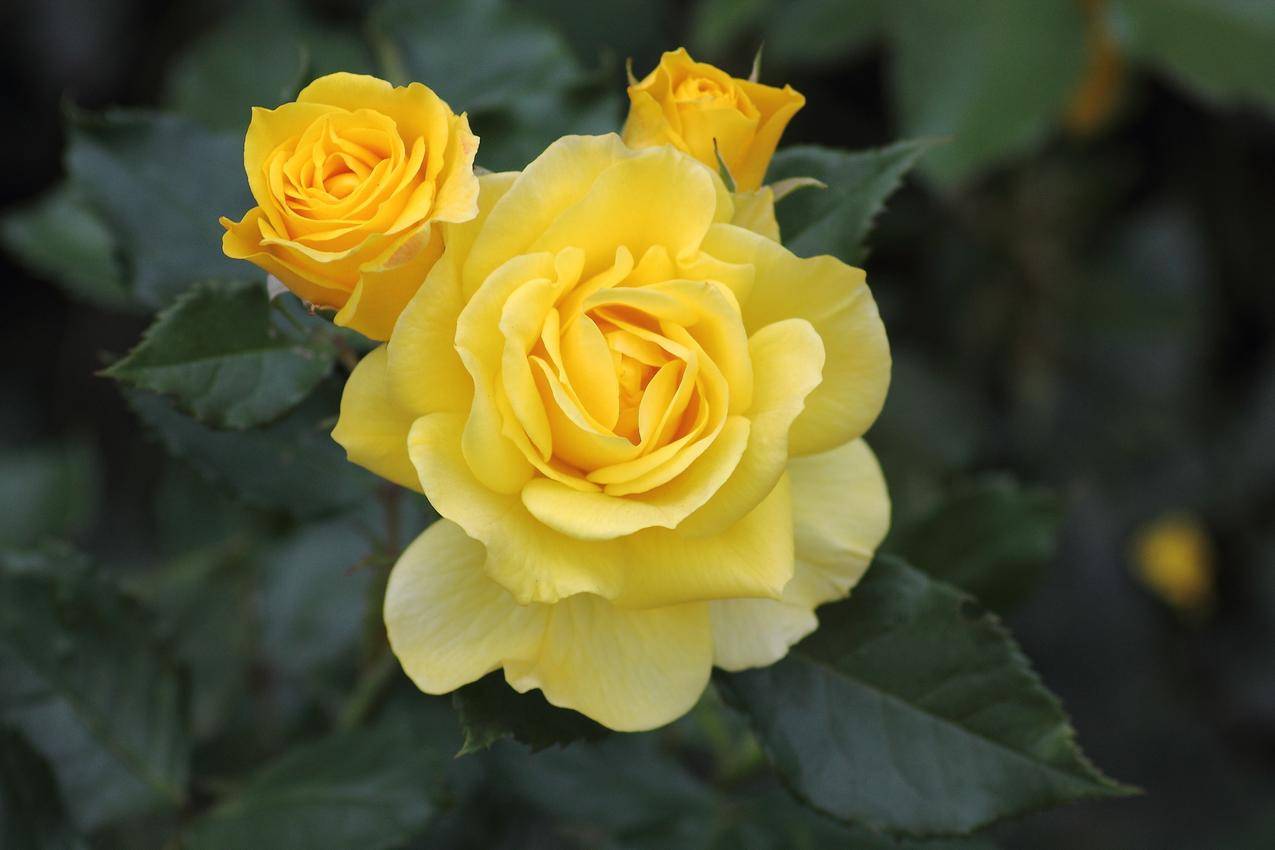 黄玫瑰 玫瑰 黄色花瓣 - Pixabay上的免费照片 - Pixabay