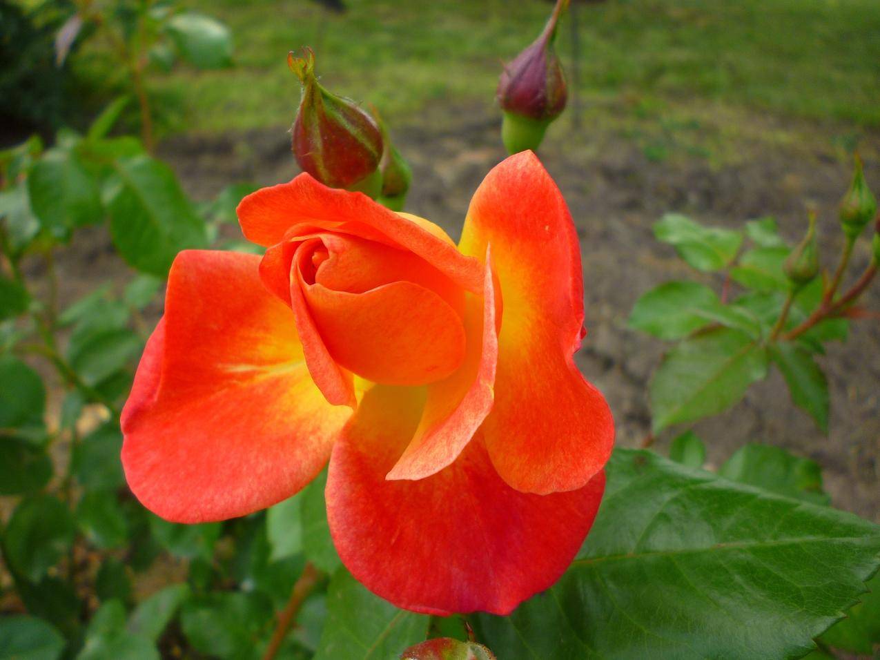 橙色的玫瑰花高清图片