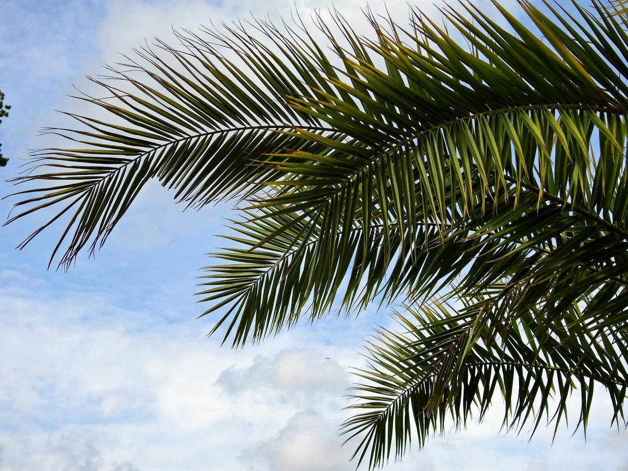 白天蓝蓝天空下的绿色棕榈树