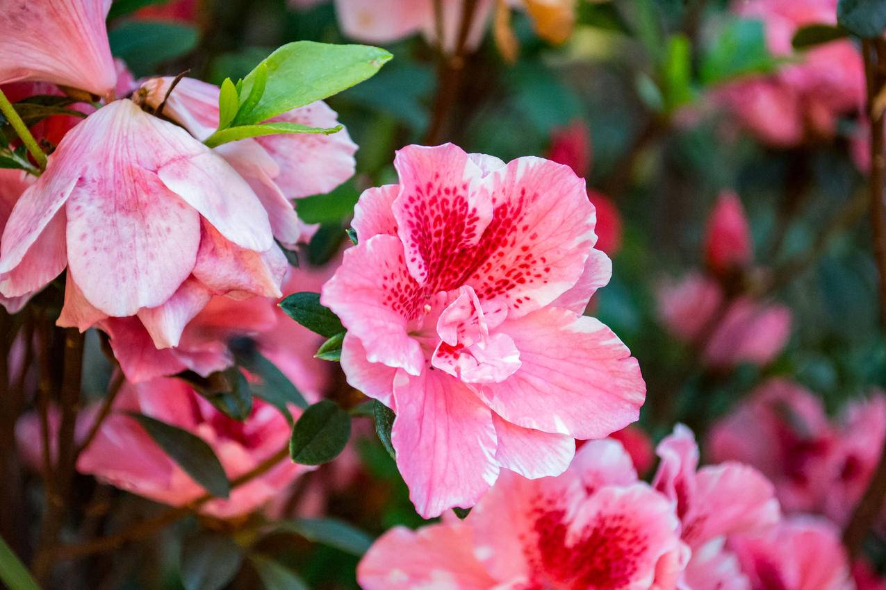 Hibiscus,Flowers的特写摄影