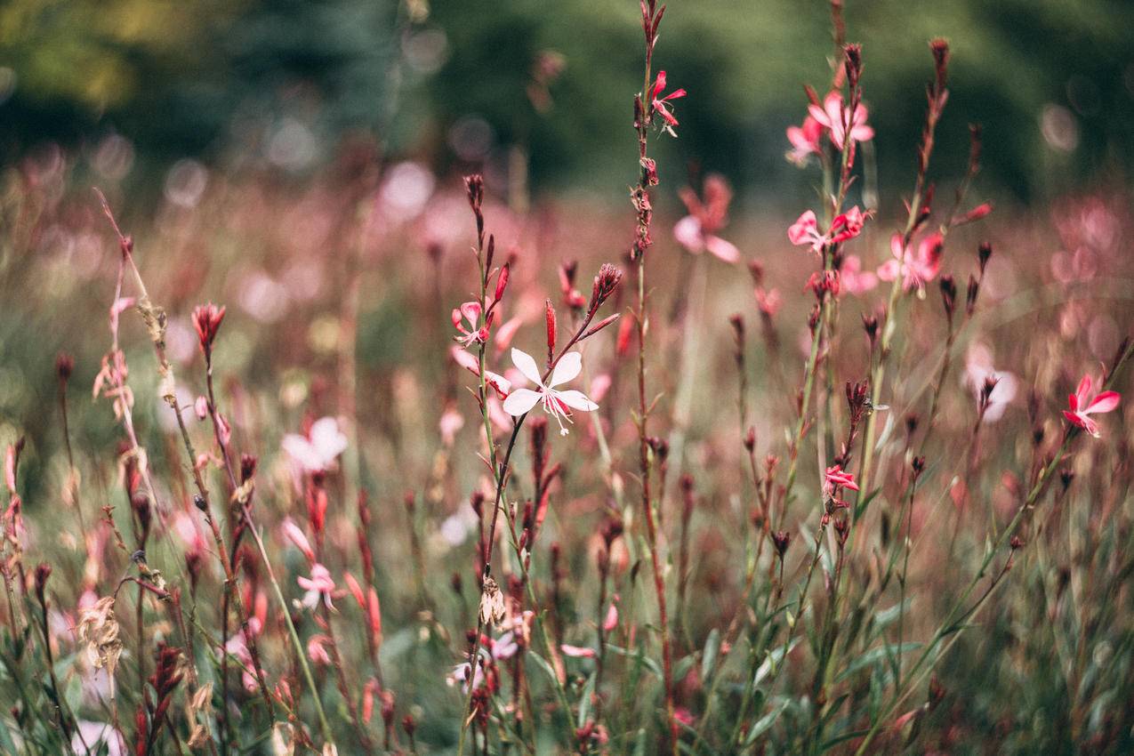 日间特写摄影中的粉色和白色花瓣