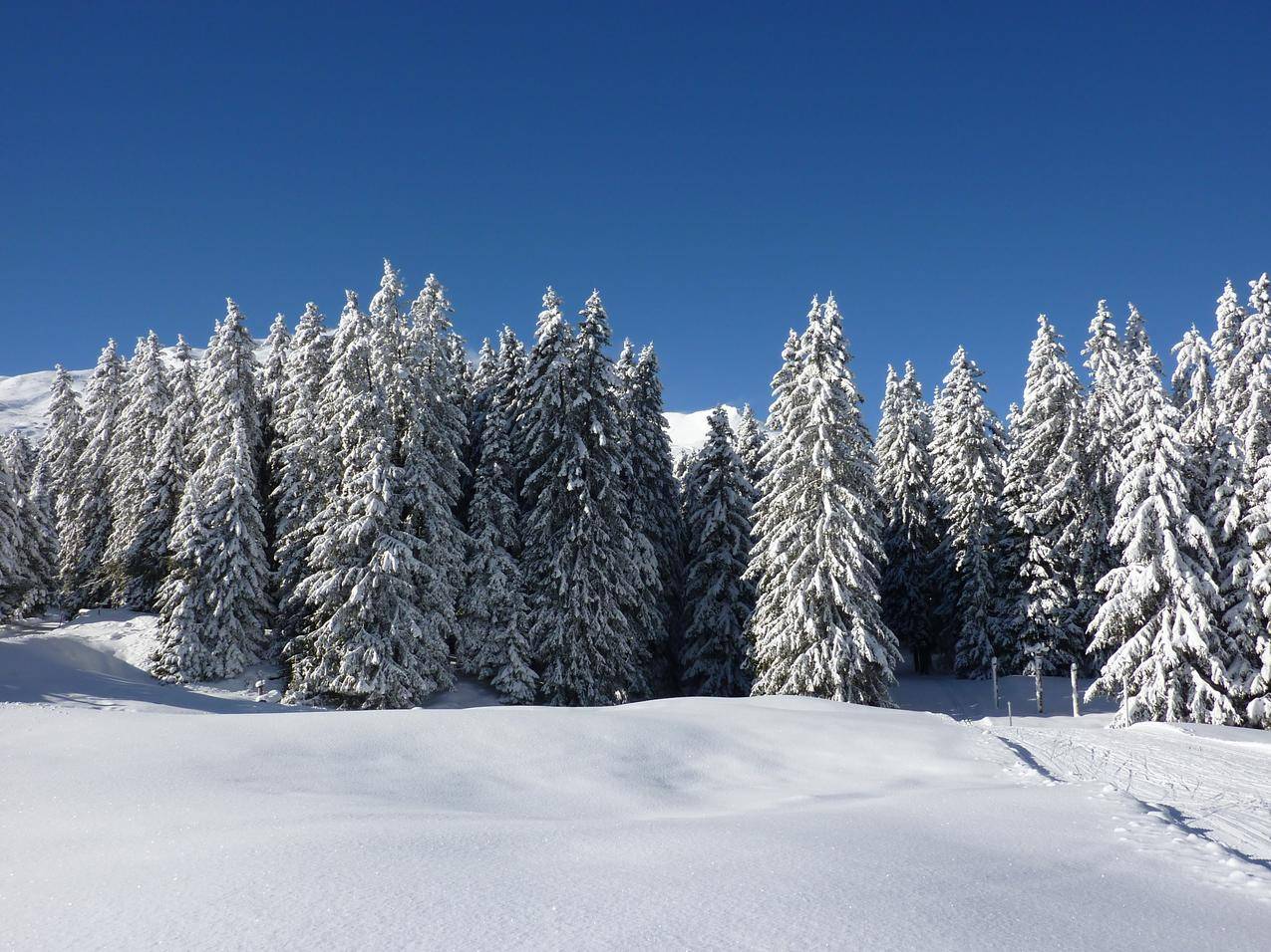 冬天的针叶林与雪地图片