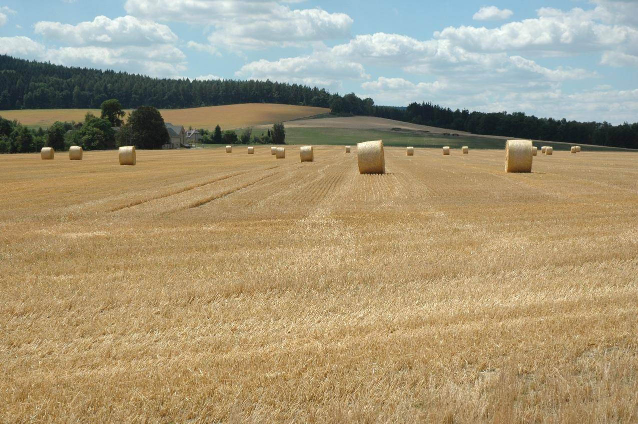 秋天的麦田干草捆草包田园景观图片