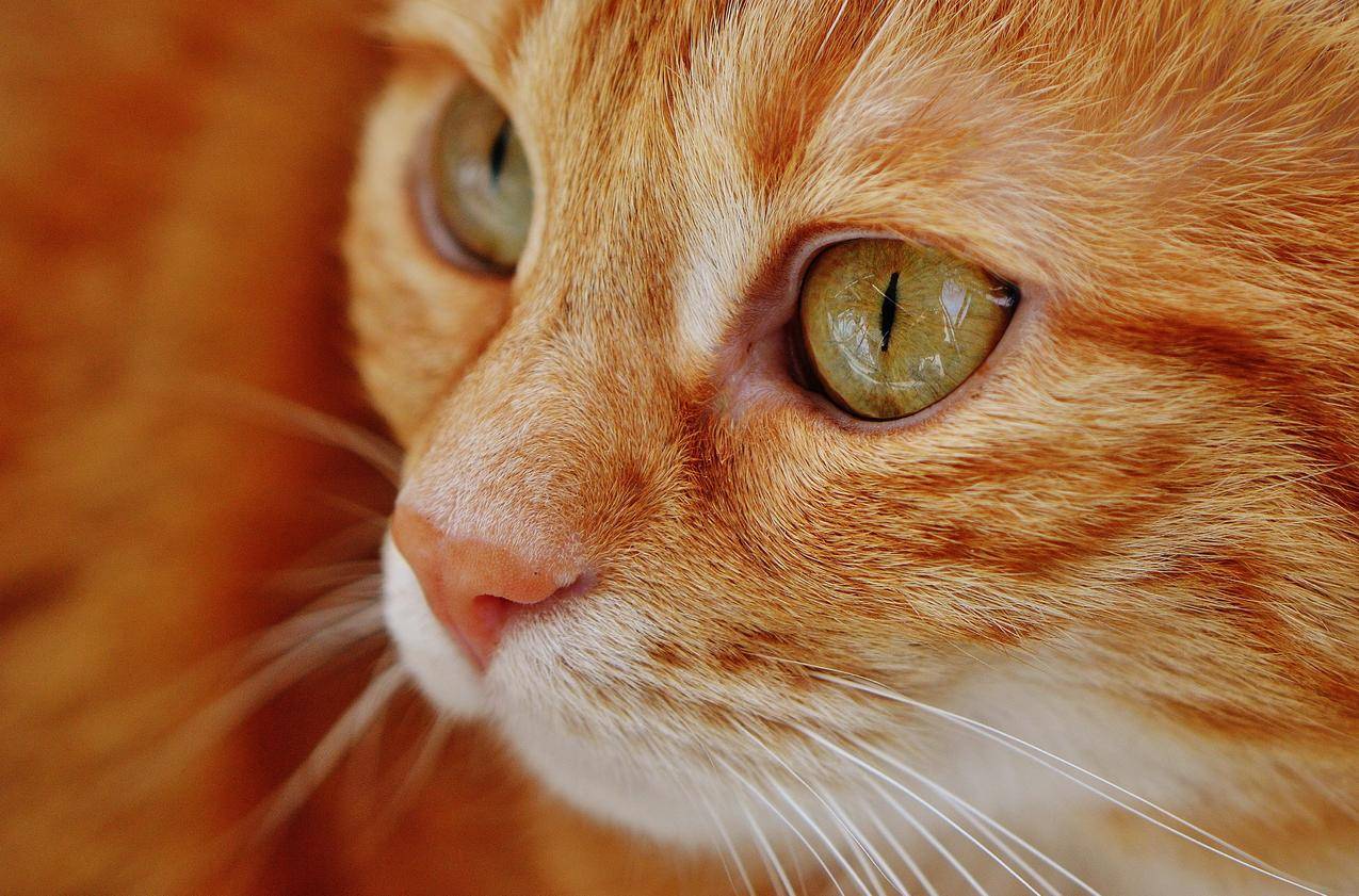 橙色斑猫的选择性聚焦