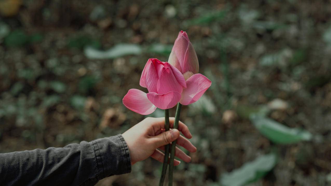 浅论Pink,Flowers的摄影