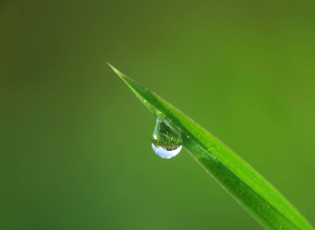 自然,水,夏天,花园cc0可商用图片